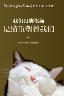 我们没驯化猫,是猫重塑着我们——《纽约时报》猫合集(纽约时报特辑)