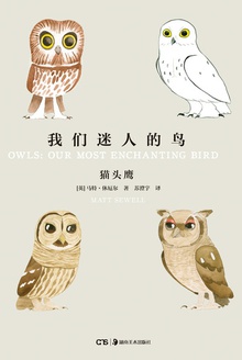我们迷人的鸟