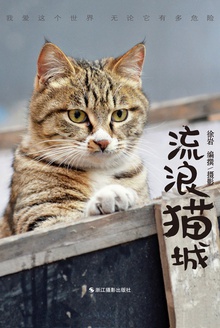 流浪猫城